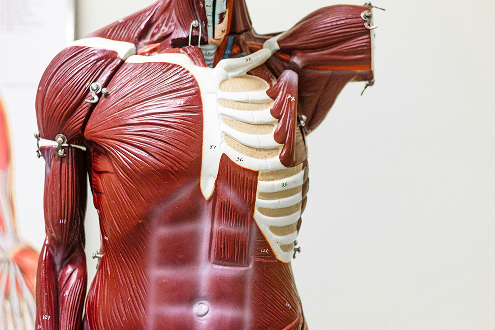 3d Anatomy Model 1
